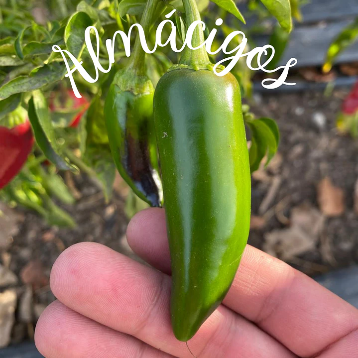 Jalapeño 1