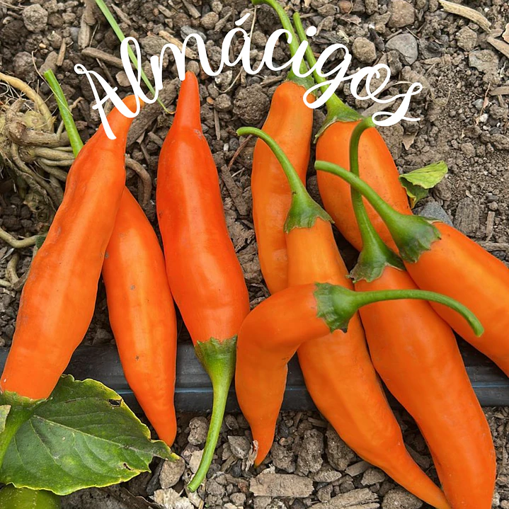 Peruano Amarillo 1