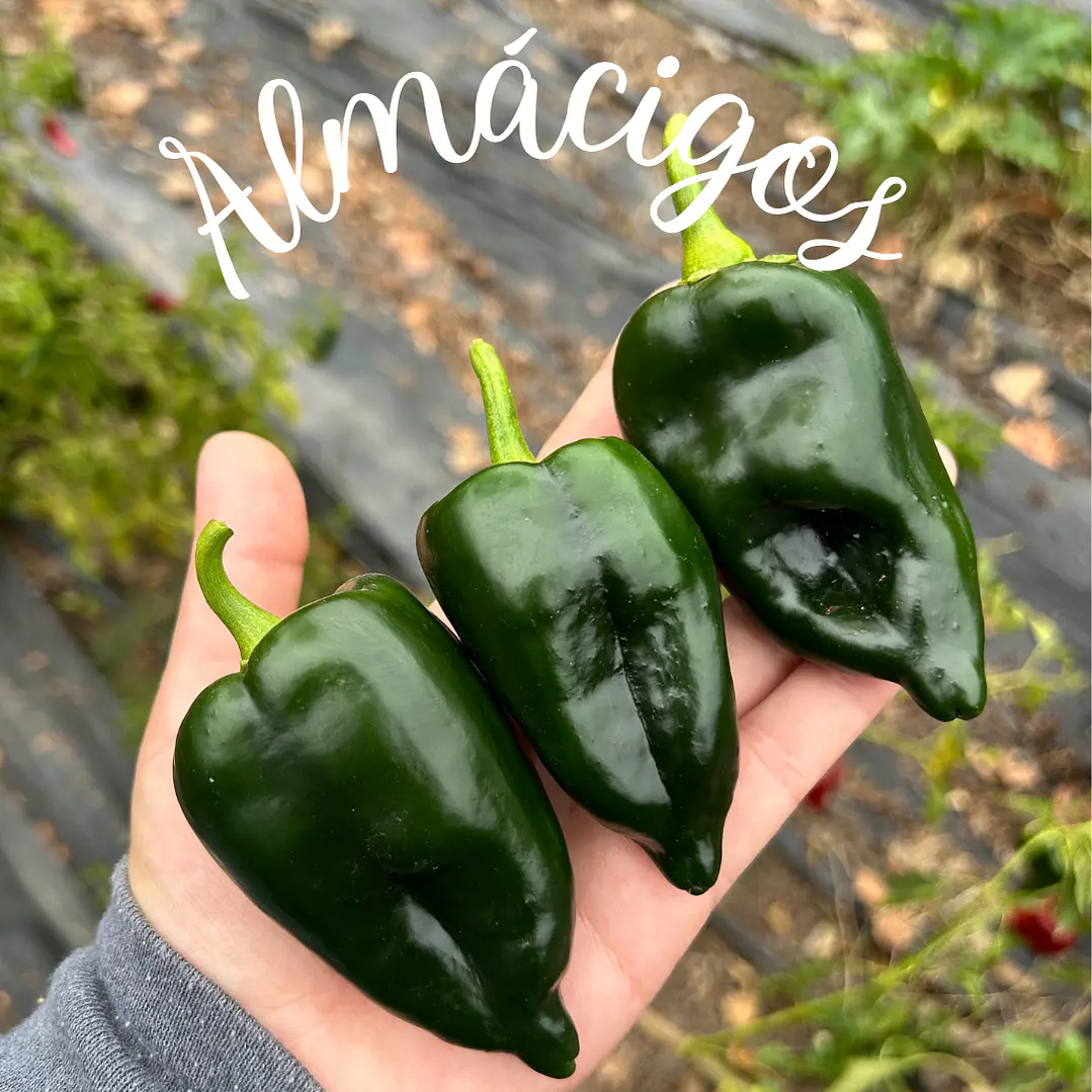 Poblano 1
