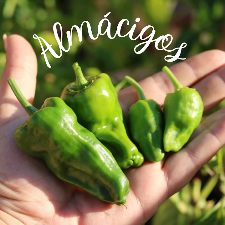 Padron 1