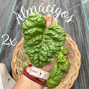 Albahaca Mamut (2x)