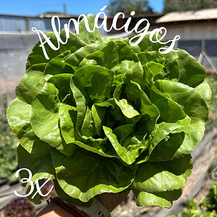 Lechuga Buttercrunch (4x)