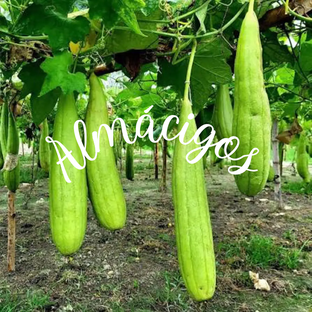 Luffa 1