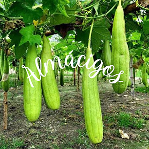 Luffa