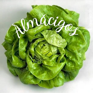 Lechuga Milanesa (4x)