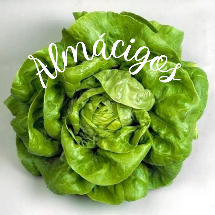 Lechuga Milanesa (4x) 1