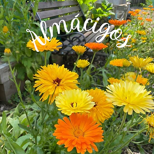 Calendula (2x)