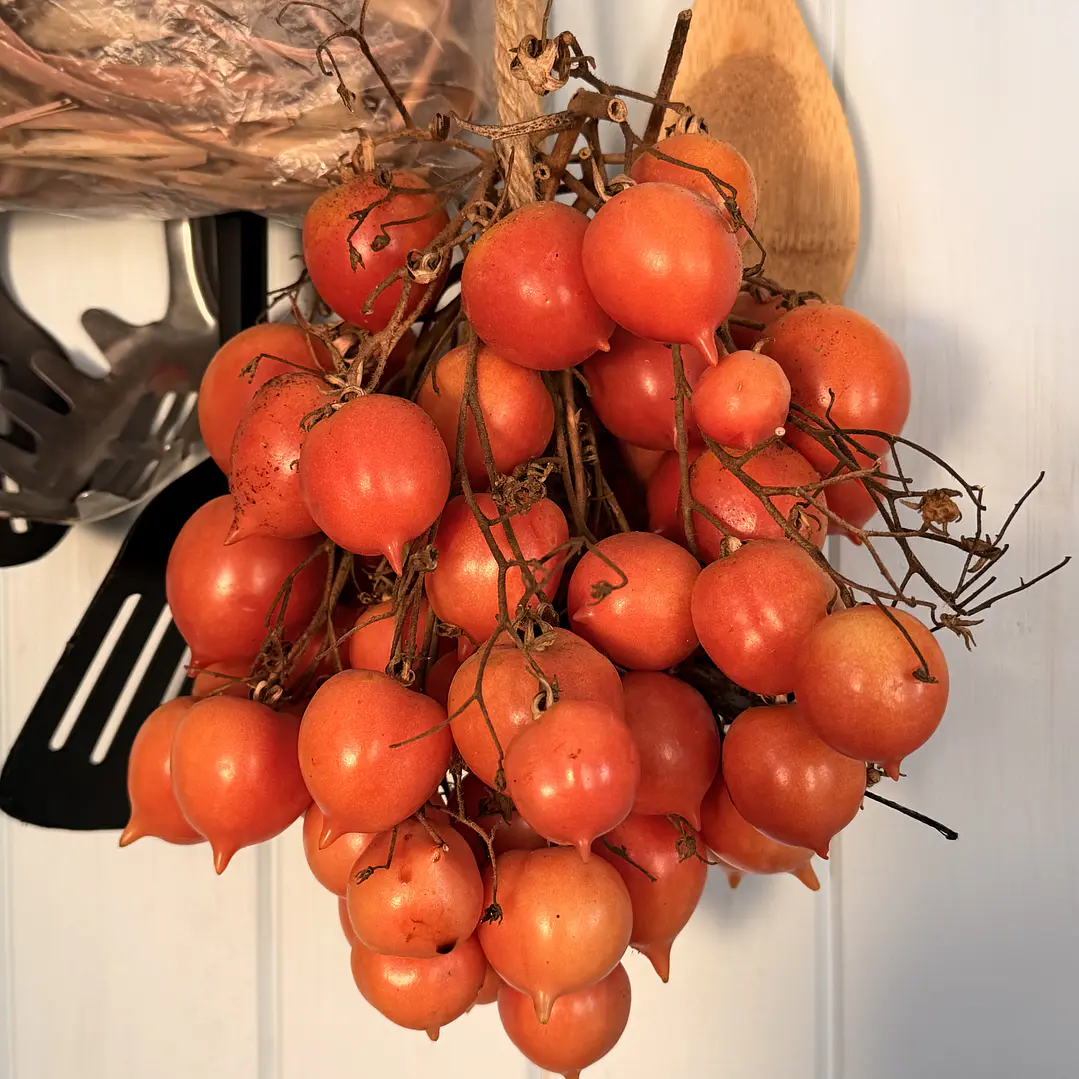 Pack de Semillas de Tomates de Guarda 🍅 2