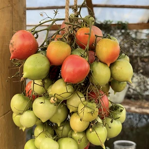 Pack de Semillas de Tomates de Guarda 🍅