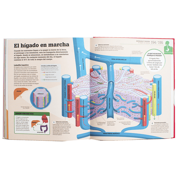 Enciclopedia Como Funciona el Cuerpo Humano DK 3