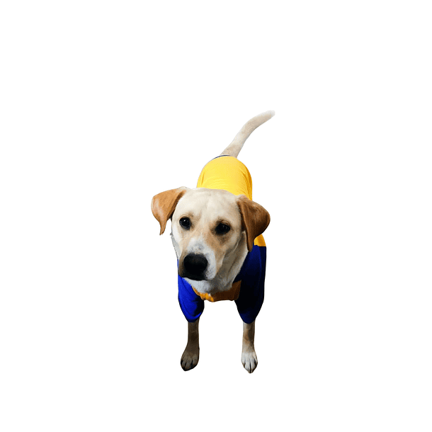 Polerón  amarillo con broches y gorro azul para perro