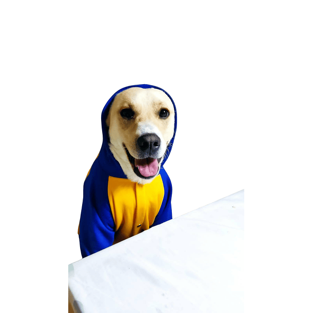 Polerón  amarillo con broches y gorro azul para perro