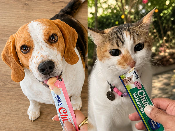 Churu La Serena: La guía definitiva del snack que enamora a tu mascota (y cómo conseguirlo 4x3)