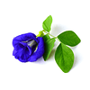 Pack Tetera de Infusión más Flores enteras de Guisante de Mariposa (Blue Butterfly Pea Flower) - Wild Hibiscus