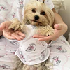PETS: Gaticos coquette | Talla S (3)
