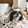 PETS: Perritos mantequilla | Talla L (5)
