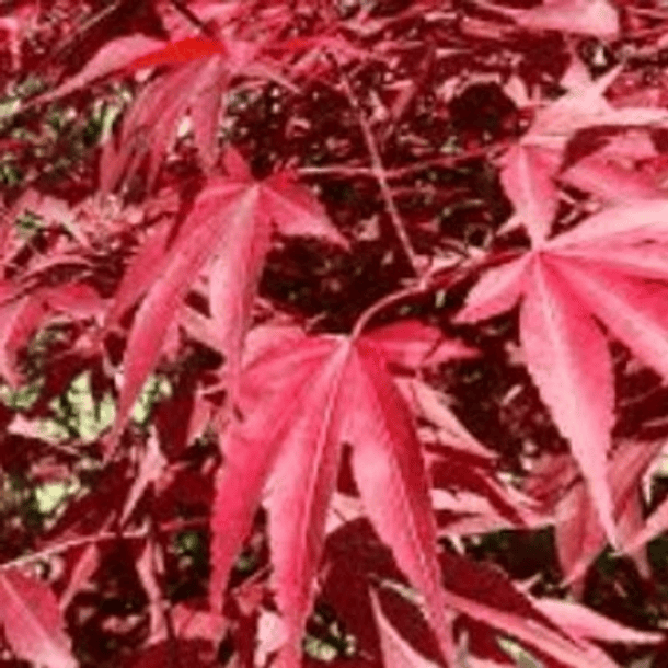 Acer Palmatum 100cm 2