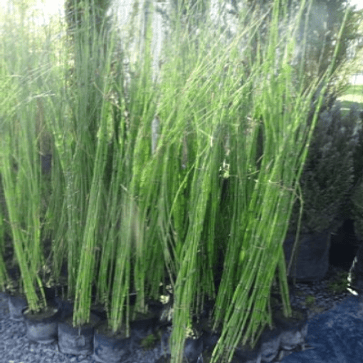 Equisetum 150cm