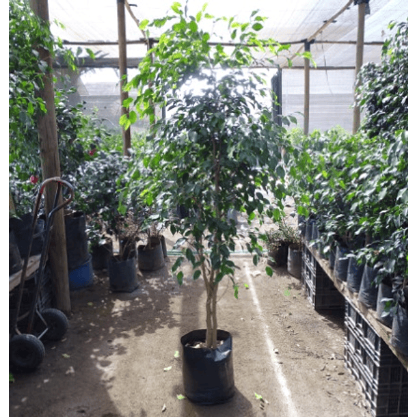 Ficus Benjamina 180cm 2