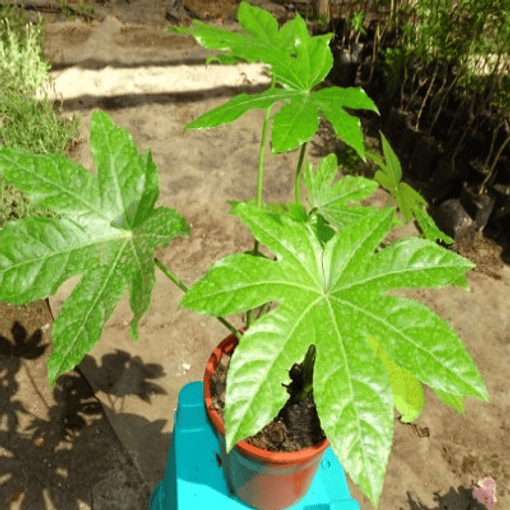 Aralia Japónica 30cm