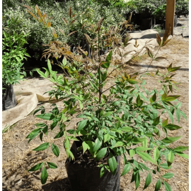 Nandina 40cm