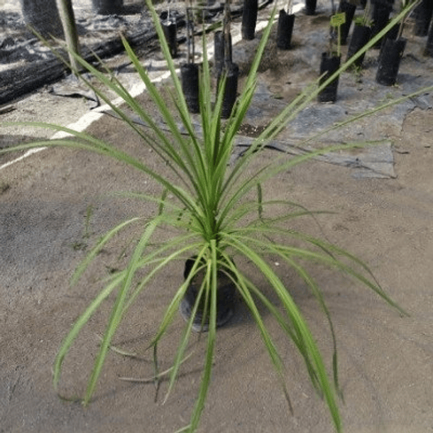 Dracena Marginata 60cm