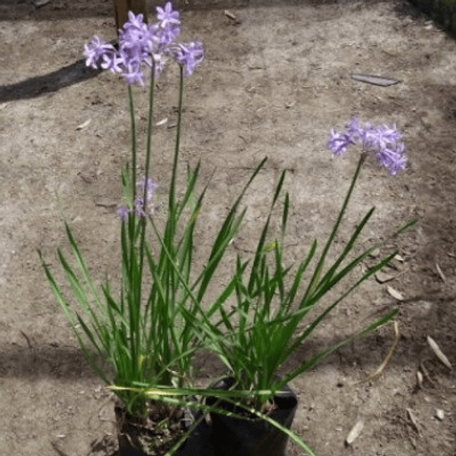 Tulbaghia 40cm