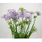 Scabiosa Qis Purple 70cm 1