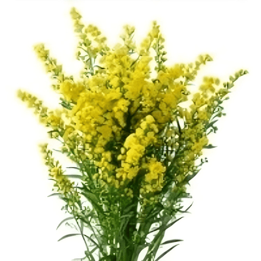 Solidago Golden Glory