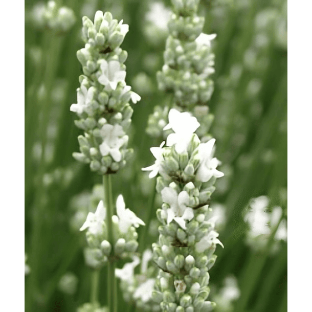 Lavanda Inglesa Enana Blanca 25 cm