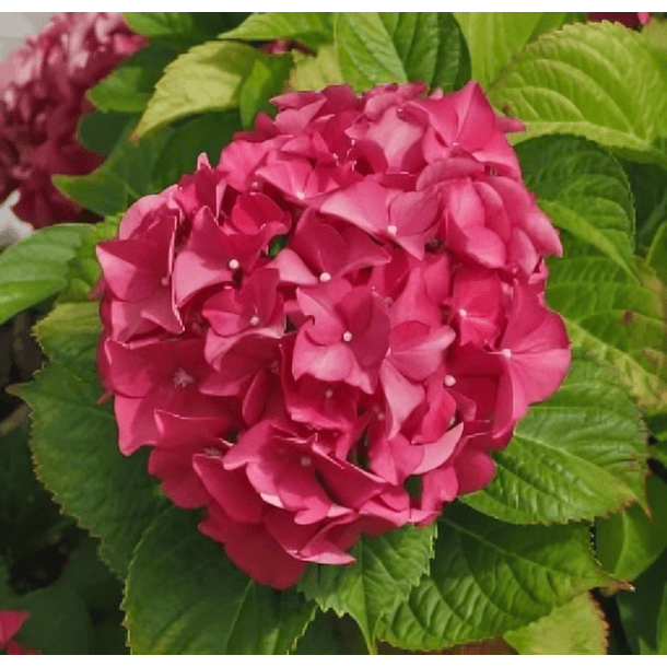 Hortensia Hot Red 50 cm 1