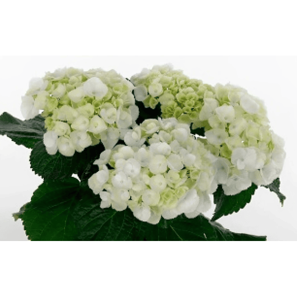 Hortensia Clarissa 40 cm