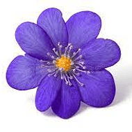 Esencia de violeta 15 ml