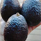 Pack 50kg. Palta Hass Extra - Primera Chilena 🇨🇱  - Miniatura 2