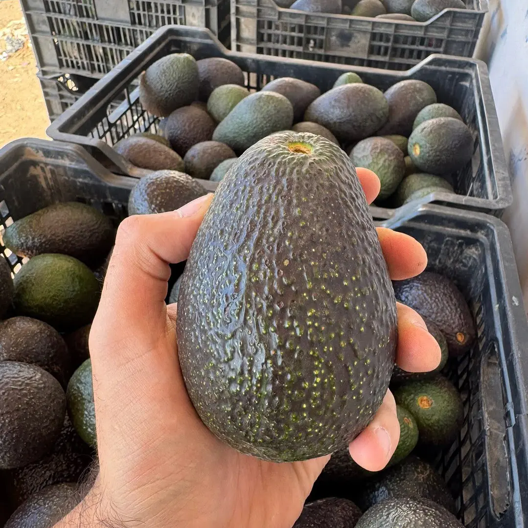 Pack 50kg. Palta Hass Extra - Primera Chilena 🇨🇱  3