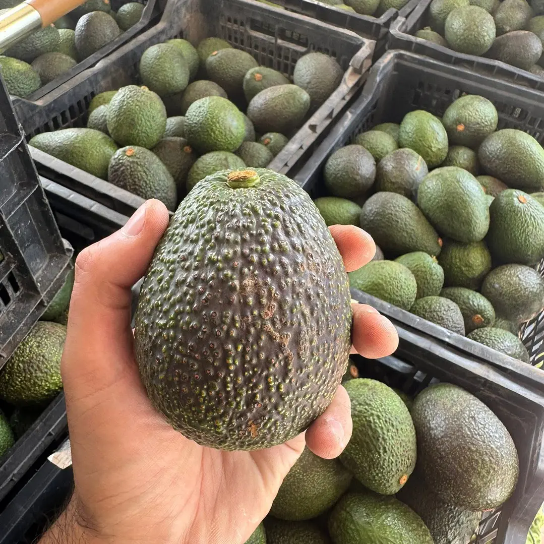 Pack 50kg. Palta Hass Extra - Primera Chilena 🇨🇱  4
