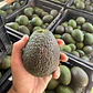 Pack 50kg. Palta Hass Extra - Primera Chilena 🇨🇱  - Miniatura 4