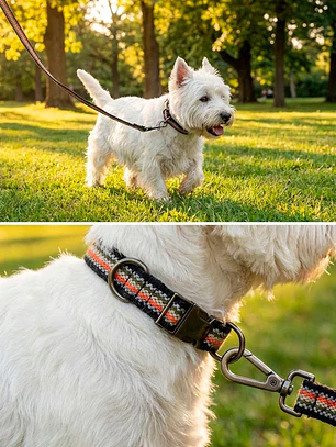 Pack Dog Collar + Correa
