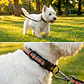 Pack Dog Collar + Correa - Miniatura 2
