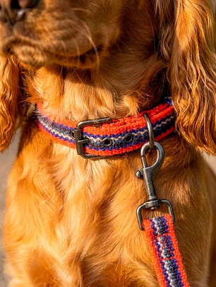 Pack Dog Collar + Correa