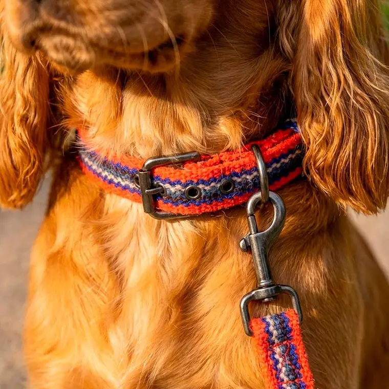 Pack Dog Collar + Correa 2