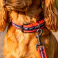 Pack Dog Collar + Correa - Miniatura 2