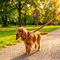 Pack Dog Collar + Correa - Miniatura 3