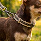 Pack Dog Collar + Correa - Miniatura 3