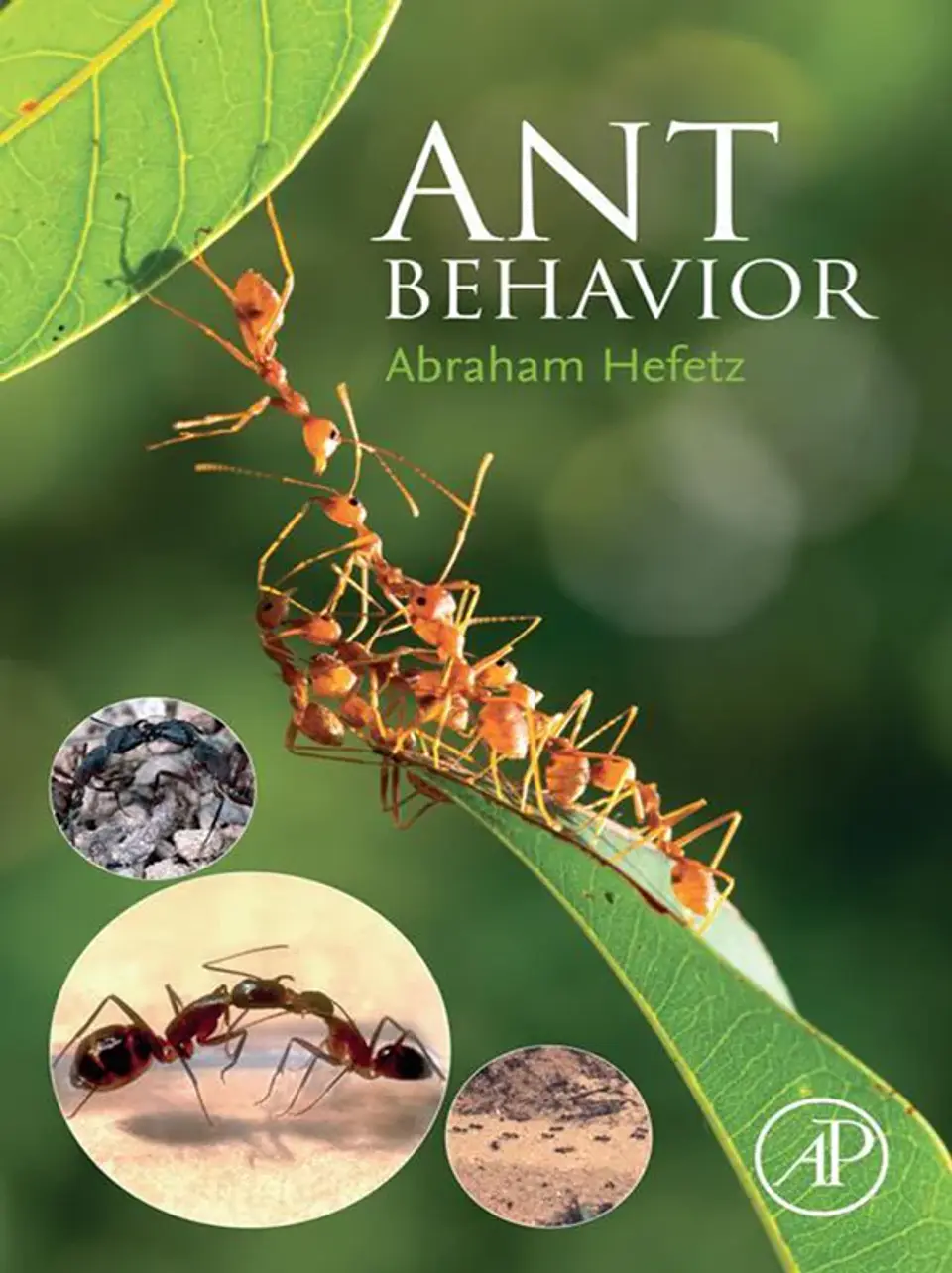 Ant Behavior 1