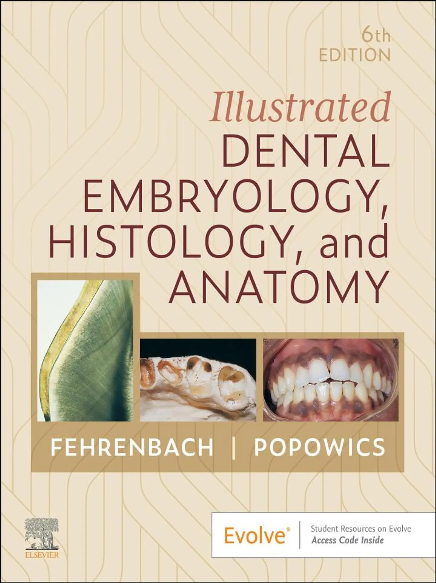  Illustrated Dental Embryology, Histology, and Anatomy 6th Edition  1