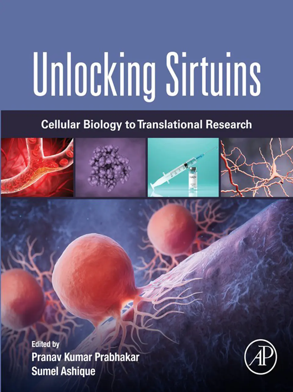 Unlocking Sirtuins: Cellular Biology to Translational Research 1