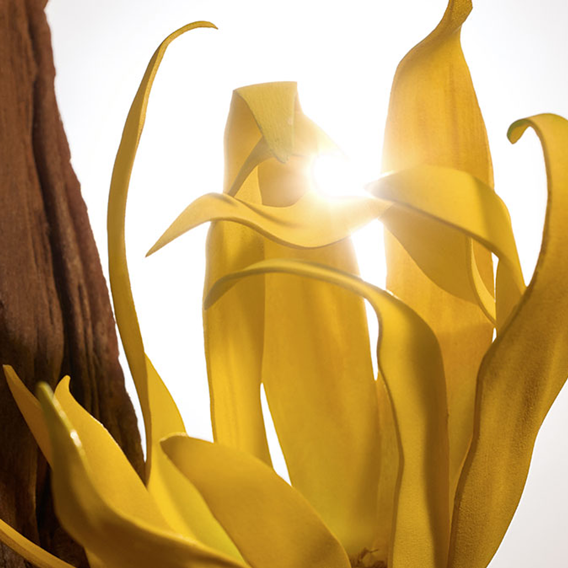 Ícono Intense Eau de Parfum 3