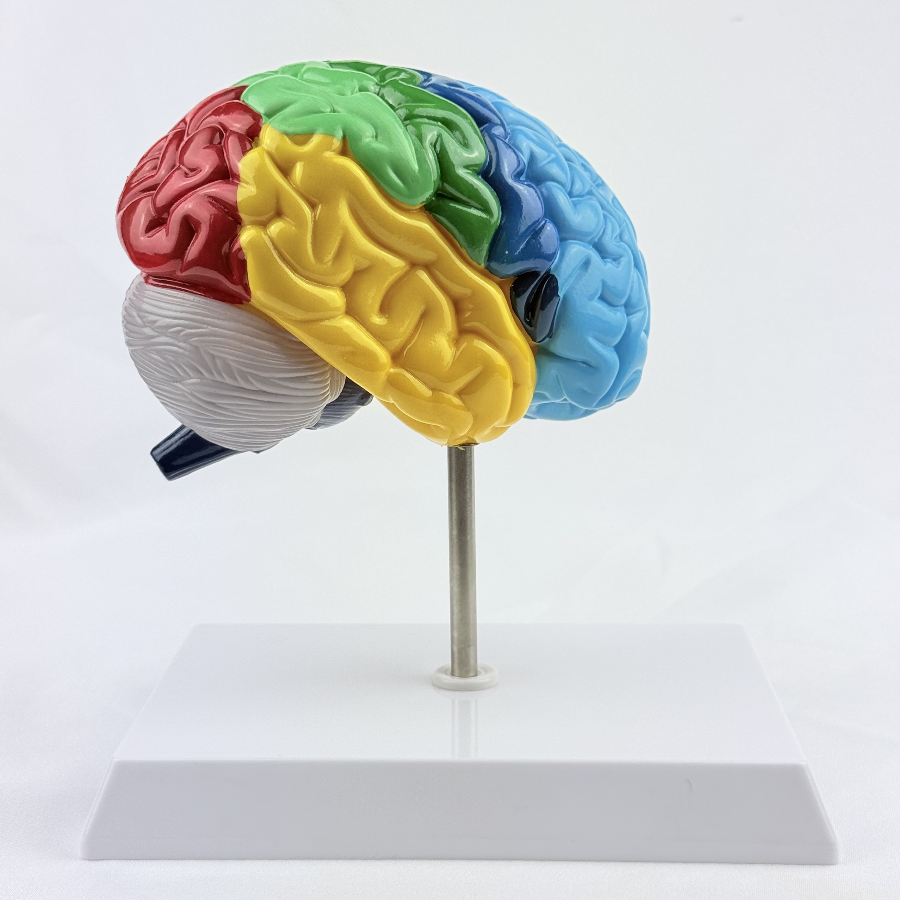 CEREBRO HEMISFERIO  — libreta de bolsillo para estudiantes de enfermería | Enfermera Rosada (1)