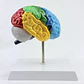 CEREBRO HEMISFERIO  - Miniatura 1